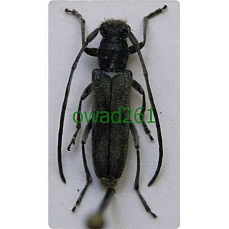 Phytoecia cylindrica (Linnaeus, 1758) Zielarka marchwiowa